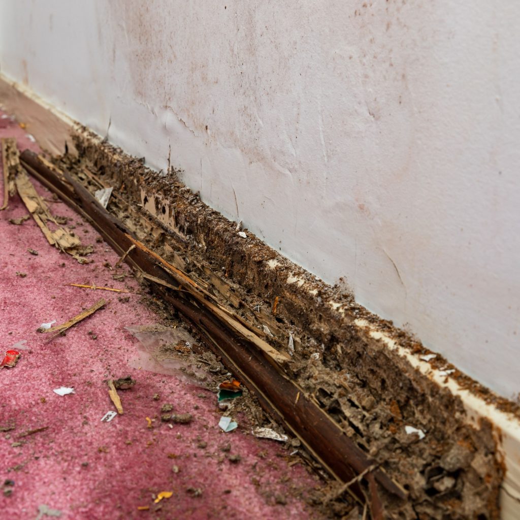 Termite-damaged exterior wood needing termite control Dubai